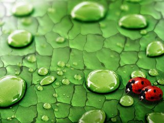 Обои зелень, роса, капли, лист, насекомые, божьи коровки, greens, rosa, drops, sheet, insects, ladybugs разрешение 1920x1200 Загрузить