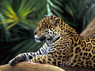 Обои леопард, лежит отдыхает, большая кошка, leopard, lies resting, big cat разрешение 1920x1200 Загрузить