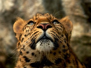 Обои усы, леопард, внимание, mustache, leopard, attention разрешение 1920x1200 Загрузить