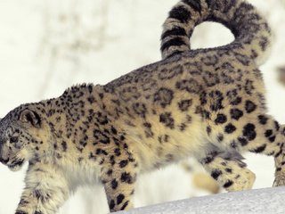 Обои снег, холод, снежный барс, snow, cold, snow leopard разрешение 1920x1080 Загрузить