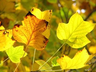 Обои желтый, осень, желтые листья, передний план, yellow, autumn, yellow leaves, foreground разрешение 2816x2112 Загрузить