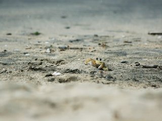 Обои животные, песок, пляж, краб, animals, sand, beach, crab разрешение 1920x1200 Загрузить