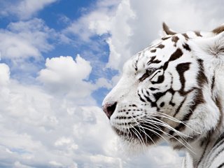 Обои тигр, небо, облака, tiger, the sky, clouds разрешение 1920x1200 Загрузить