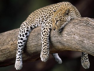 Обои леопард, весит, на дереве, leopard, weighs, on the tree разрешение 1920x1200 Загрузить