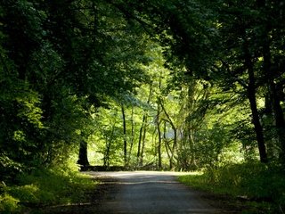 Обои дорога, деревья, зелень, лес, лето, road, trees, greens, forest, summer разрешение 1920x1200 Загрузить