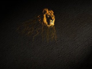 Обои лев, подтёки, поверхность, leo, stains, surface разрешение 1920x1200 Загрузить