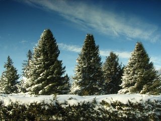 Обои небо, снег, елки, the sky, snow, tree разрешение 2560x1600 Загрузить