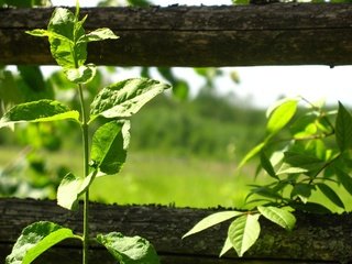 Обои листья, забор, растение, leaves, the fence, plant разрешение 1920x1440 Загрузить