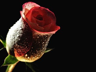Обои цветок, роса, капли, роза, бутон, черный фон, flower, rosa, drops, rose, bud, black background разрешение 2560x1280 Загрузить