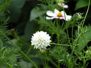 Обои цветы, листья, лепестки, белые, стебли, скабиоза, flowers, leaves, petals, white, stems, scabious разрешение 1920x1200 Загрузить