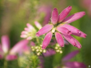 Обои макро, цветок, размытость, вереск, macro, flower, blur, heather разрешение 1920x1200 Загрузить