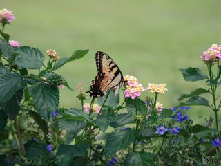 Обои цветы, насекомое, бабочка, крылья, flowers, insect, butterfly, wings разрешение 2560x1600 Загрузить