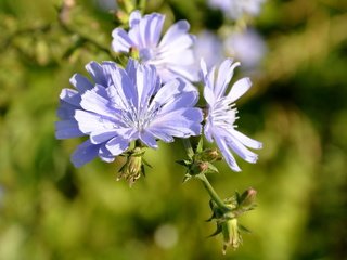 Обои цветы, лепестки, голубые, боке, цикорий, flowers, petals, blue, bokeh, chicory разрешение 1920x1440 Загрузить