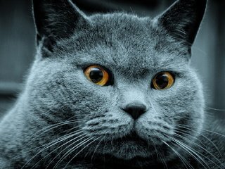 Обои животные, кот, кошка, британская короткошерстная, любимый питомец, animals, cat, british shorthair разрешение 1920x1080 Загрузить