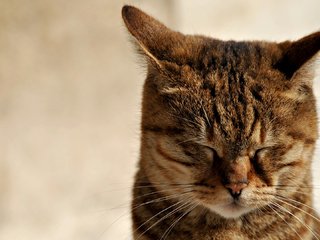 Обои кот, мордочка, усы, кошка, ушки, зажмурилась, cat, muzzle, mustache, ears, he closed his eyes разрешение 1920x1080 Загрузить
