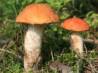 Обои трава, гриба, природа, лес, макро, грибы, прогулка, два, подосиновики, grass, mushroom, nature, forest, macro, mushrooms, walk, two, aspen разрешение 3888x2592 Загрузить