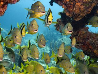 Обои море, рыбки, кораллы, подводный мир, тропические рыбы, sea, fish, corals, underwater world, tropical fish разрешение 1920x1200 Загрузить