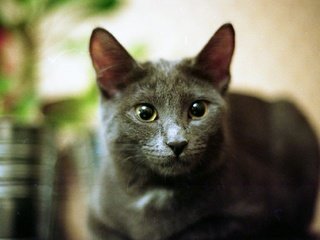 Обои кот, мордочка, усы, кошка, взгляд, русская голубая кошка, cat, muzzle, mustache, look разрешение 1920x1236 Загрузить