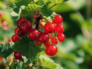 Обои листья, ягода, красная смородина, смородина, боке, кислица, leaves, berry, red currant, currants, bokeh, oxalis разрешение 1920x1278 Загрузить