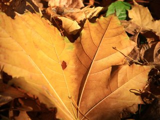 Обои природа, листья, макро, осень, желтые, nature, leaves, macro, autumn, yellow разрешение 1920x1200 Загрузить