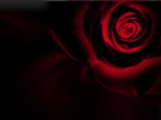 Обои роза, черный фон, инверсия, rose, black background, inversion разрешение 2560x1600 Загрузить