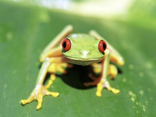 Обои лист, лягушка, красные глаза, лягушка на зеленом фоне, зелено-желтая, sheet, frog, red eyes, frog on a green background, green-yellow разрешение 2560x1600 Загрузить