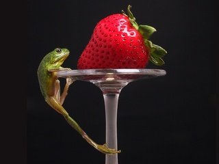 Обои клубника, лягушка, strawberry, frog разрешение 1920x1200 Загрузить