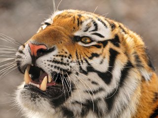 Обои тигр, морда, хищник, амурский тигр, оскал тигра, tiger, face, predator, the amur tiger, grin of a tiger разрешение 1920x1335 Загрузить