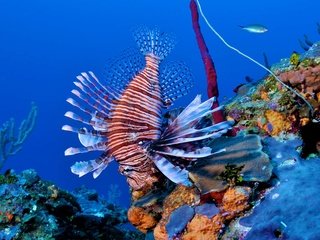 Обои кораллы, рыба, риф, подводный мир, крылатка, рыба-лев, corals, fish, reef, underwater world, lionfish, lion fish разрешение 1920x1200 Загрузить