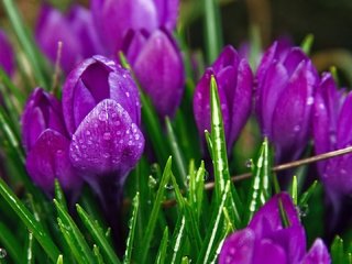 Обои цветы, бутоны, капли, весна, крупный план, первоцвет, крокусы, flowers, buds, drops, spring, close-up, primrose, crocuses разрешение 1920x1080 Загрузить