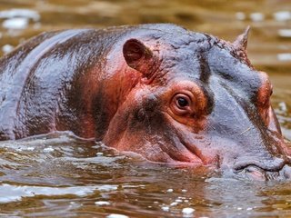 Обои морда, вода, бегемот, face, water, hippo разрешение 4256x2832 Загрузить