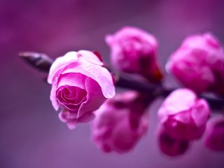 Обои цветы, розовые, ветка, бутое, макро, fon, fioletovyj, makro, фон, rozovye, rozy, розы, vetka, розмытость, фиолетовый, размытость, весна, flowers, pink, branch, bute, macro, background, roses, razmytost, purple, blur, spring разрешение 1920x1200 Загрузить