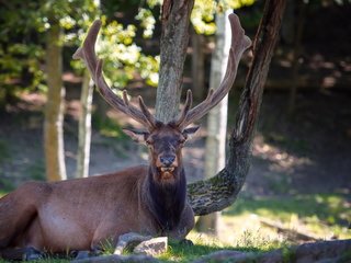Обои природа, лес, олень, взгляд, лежит, красивый, рога, nature, forest, deer, look, lies, beautiful, horns разрешение 1920x1200 Загрузить