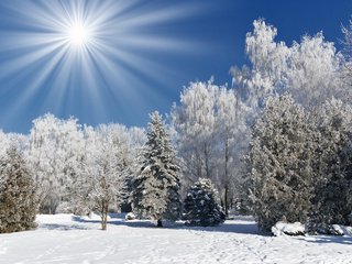 Обои небо, мороз, свет, иней, зимний лес, деревья, солнце, снег, природа, зима, лучи, the sky, frost, light, winter forest, trees, the sun, snow, nature, winter, rays разрешение 1920x1200 Загрузить