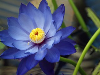 Обои синий, цветок, лепестки, лотос, кувшинка, водяная лилия, blue, flower, petals, lotus, lily, water lily разрешение 2560x1600 Загрузить