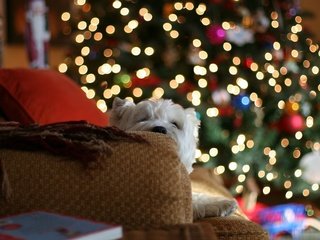 Обои огни, диван, новый год, белая, елка, с новым годом, 2013, настроение, герлянда, подушки, пледы, подарки, собака, дом, lights, sofa, new year, white, happy new year, tree, mood, garland, pillow, blankets, gifts, dog, house разрешение 2560x1600 Загрузить