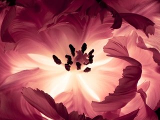 Обои макро, леспестки, цветок, лепестки, свечение, розовый, rozovyj, cvetok, makro, svechenie, iznutri, изнутри, inside, macro, lepestki, flower, petals, glow, pink разрешение 2560x2048 Загрузить