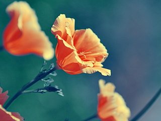 Обои цветы, priroda, природа, растения, макро, цвет, маки, оранжевые, cvety, krasota, flowers, nature, plants, macro, color, maki, orange разрешение 2560x1440 Загрузить