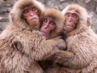 Обои малыши, приматы, обезьянки, обезьяны, японские макаки, kids, primates, monkeys, monkey, japanese macaque разрешение 1920x1200 Загрузить