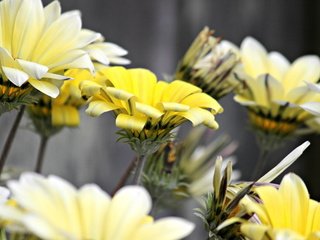 Обои цветы, макро, лепестки, белые, желтые, flowers, macro, petals, white, yellow разрешение 2560x1600 Загрузить