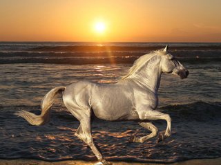 Обои лошадь, пляж, вода, рассвет, солнце, волна, океан, природа, конь, закат, скачет, море, жеребец, животные, песок, horse, beach, water, dawn, wave, the sun, the ocean, nature, sunset, jump, sea, stallion, animals, sand разрешение 1920x1080 Загрузить