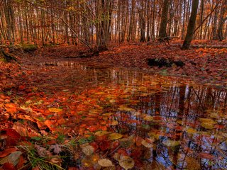 Обои деревья, лес, листья, ручей, листва, осень, речка, trees, forest, leaves, stream, foliage, autumn, river разрешение 2560x1600 Загрузить