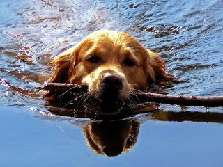 Обои вода, отражение, собака, палка, золотистый ретривер, water, reflection, dog, stick, golden retriever разрешение 1920x1200 Загрузить