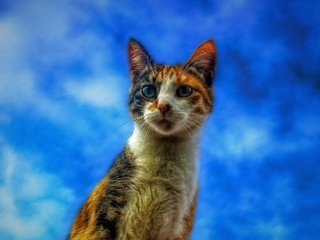 Обои небо, кот, кошка, взгляд, the sky, cat, look разрешение 2560x1600 Загрузить