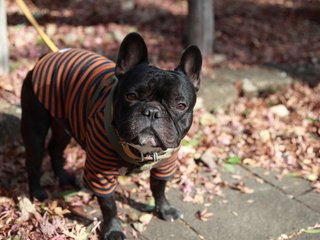Обои листья, взгляд, осень, собака, одежда, поводок, французский бульдог, leaves, look, autumn, dog, clothing, leash, french bulldog разрешение 2560x1600 Загрузить