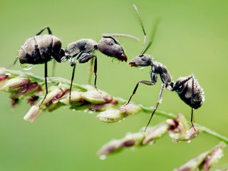 Обои трава, макро, капли, насекомые, муравьи, grass, macro, drops, insects, ants разрешение 1920x1200 Загрузить