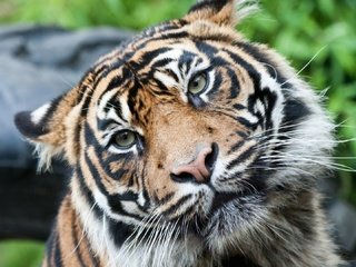 Обои тигр, морда, взгляд, хищник, большая кошка, tiger, face, look, predator, big cat разрешение 1920x1080 Загрузить