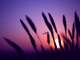 Обои небо, колосья, вечер, колоски, солнце, сиреневое, природа, закат, макро, поле, фиолетовый, the sky, ears, the evening, spikelets, the sun, lilac, nature, sunset, macro, field, purple разрешение 2471x1600 Загрузить