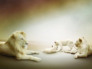 Обои белые, львы, лев, львята, львица, играют, семейство, white, lions, leo, the cubs, lioness, play, family разрешение 1920x1200 Загрузить