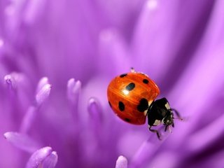 Обои природа, макро, цветок, фиолетовый, насекомые, божья коровка, nature, macro, flower, purple, insects, ladybug разрешение 2560x1600 Загрузить